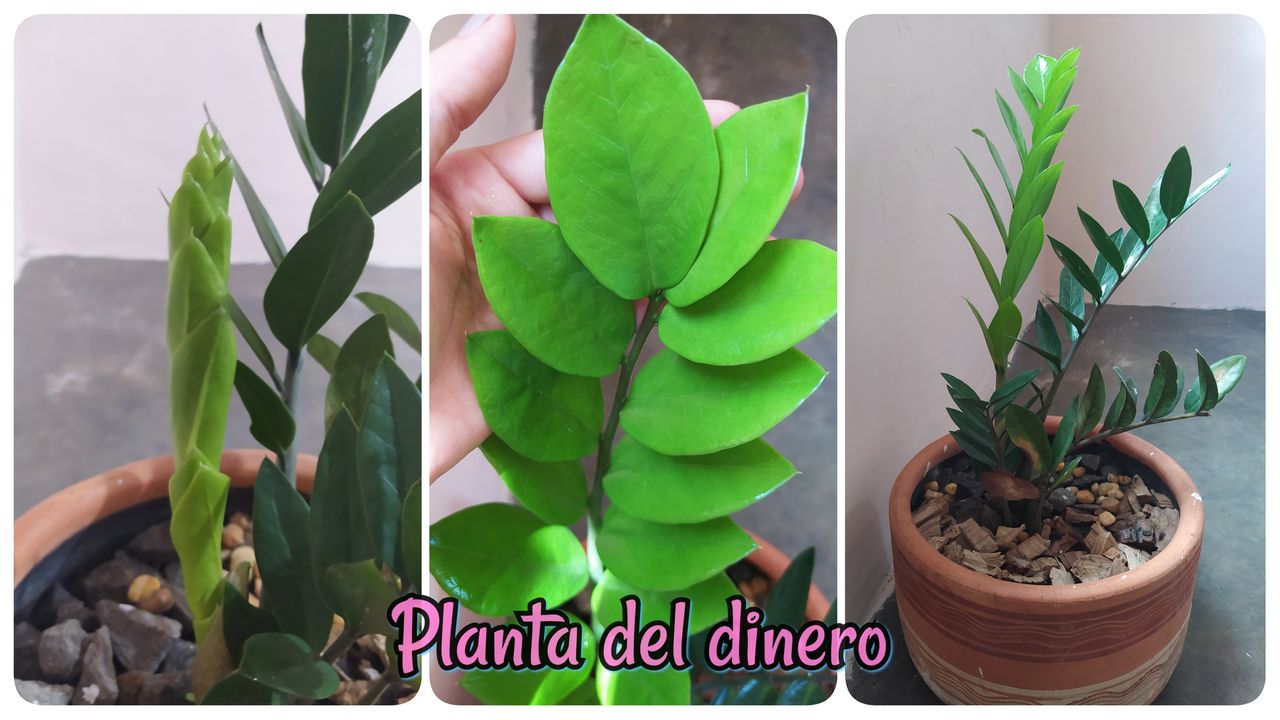 PhotoGrid_Plus_1621264686759.jpg