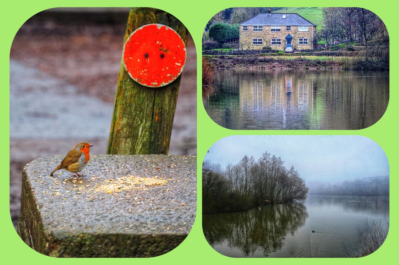 Village Rambles, Feeding the Birds