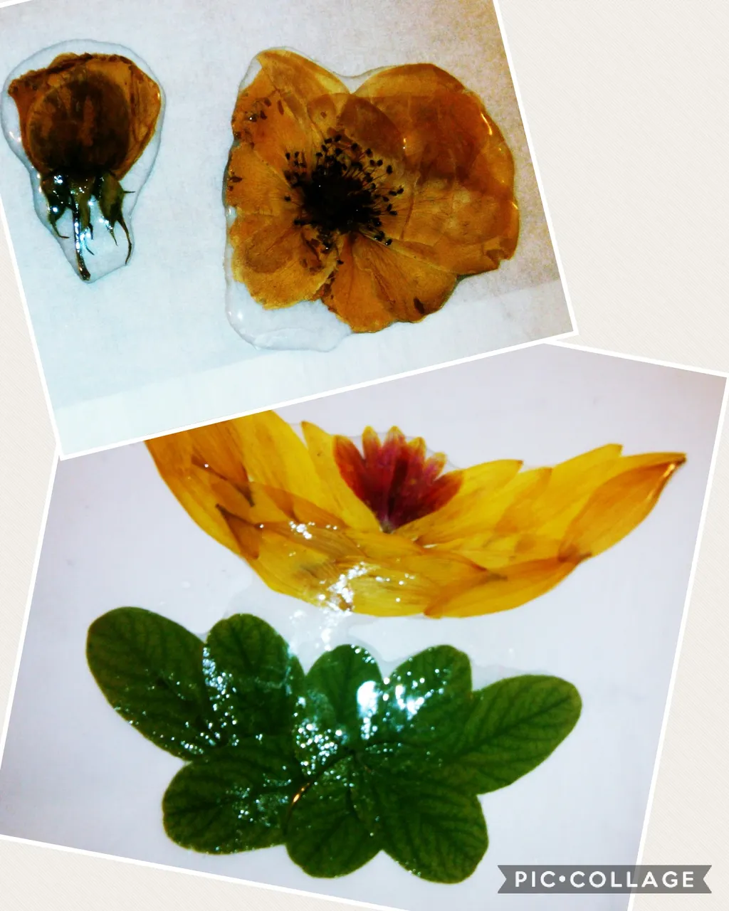 Collage 2017-09-05 11_02_26.jpg
