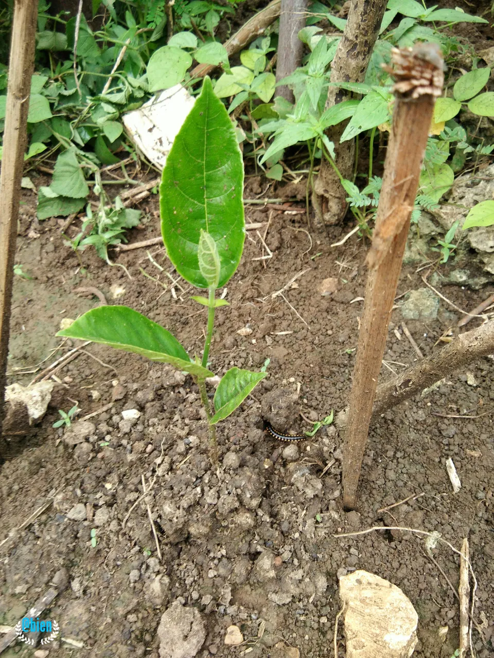 aviary-image-1507464689244.jpeg