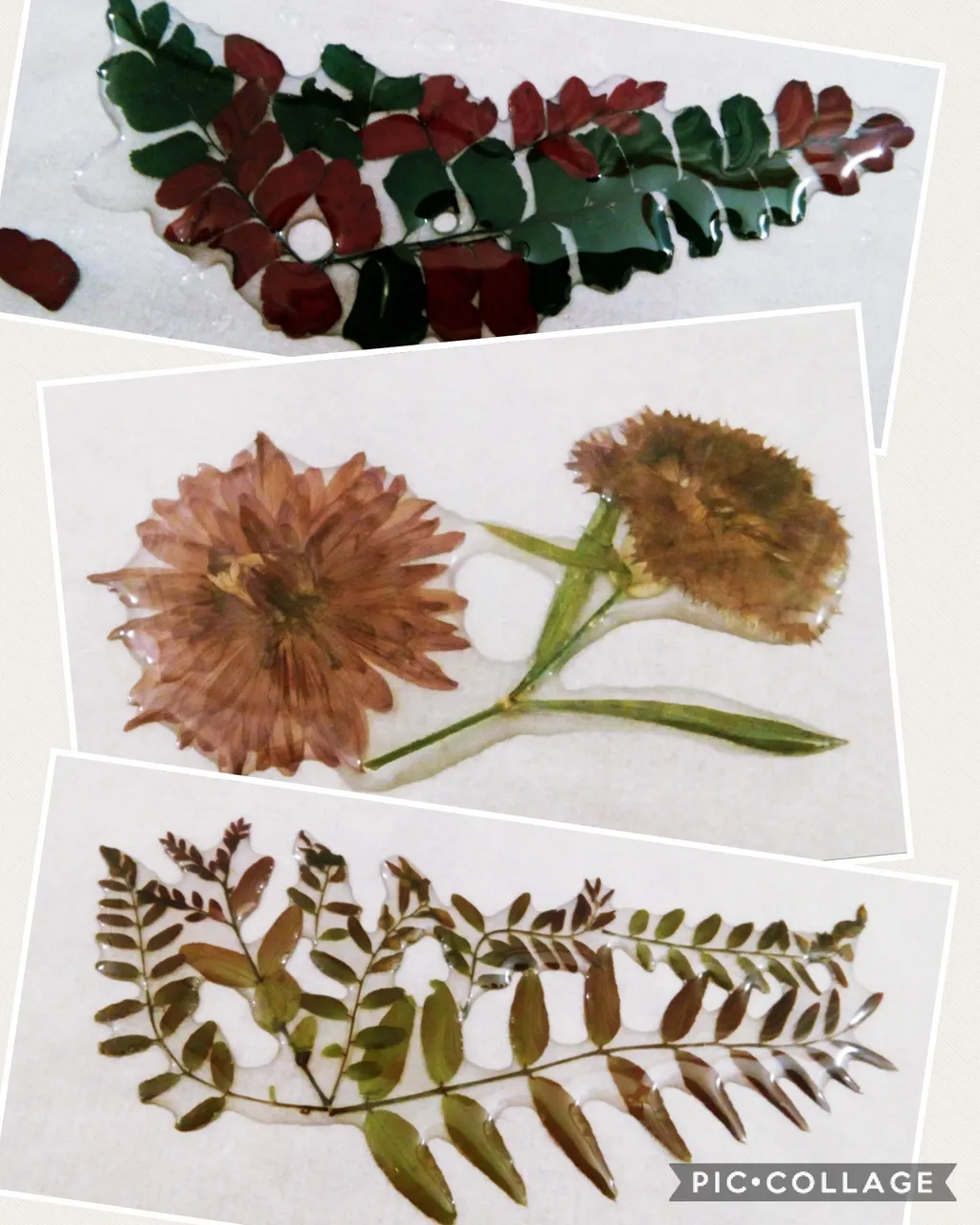 Collage 2017-09-05 11_03_24.jpg