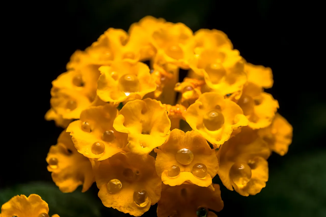 13-06-2018-raindrops-lantana-06186.jpg