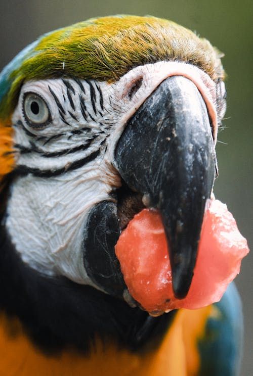QC Community Weekly Contest #172/Exotic pet 