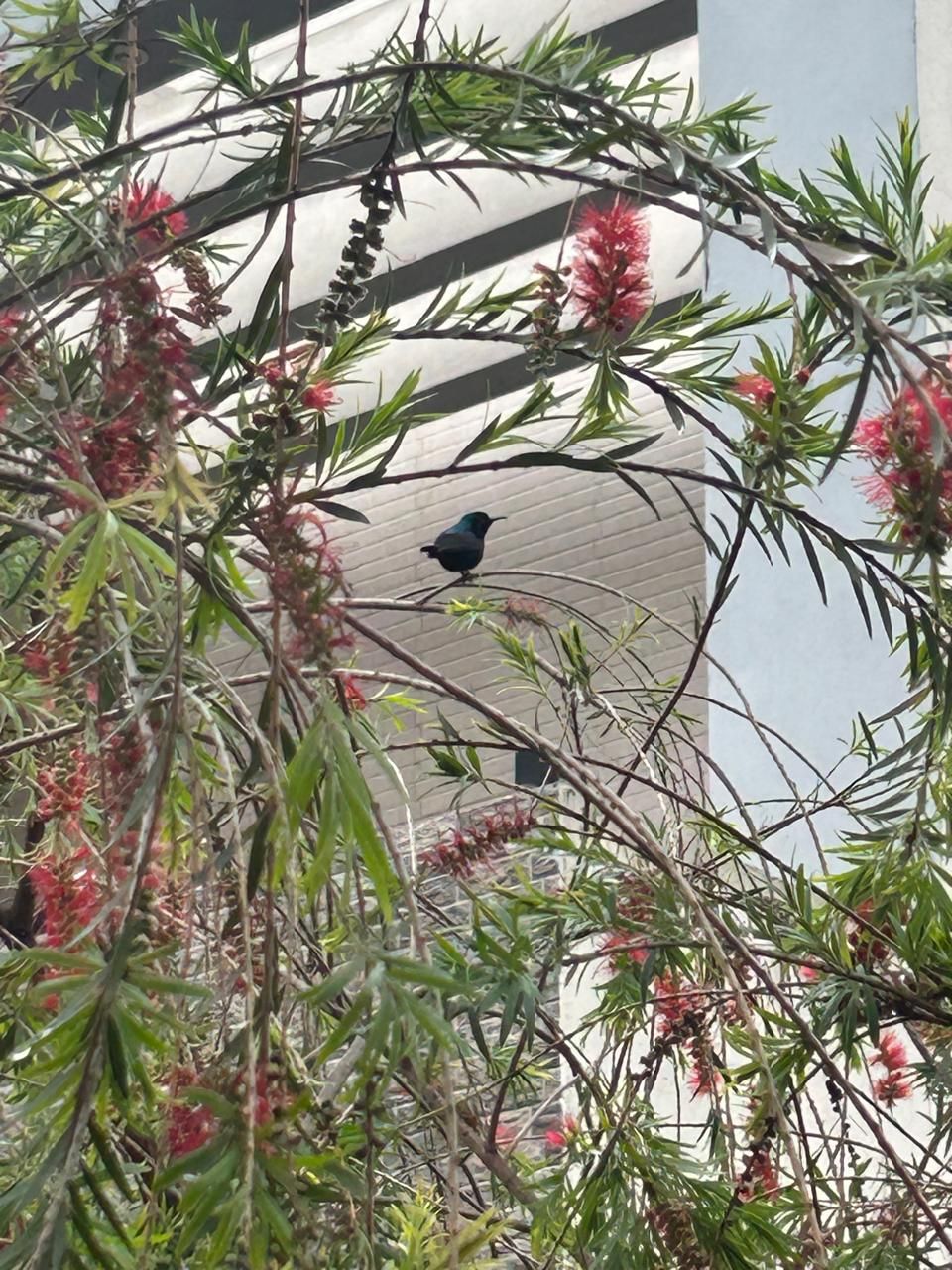 Humming Bird