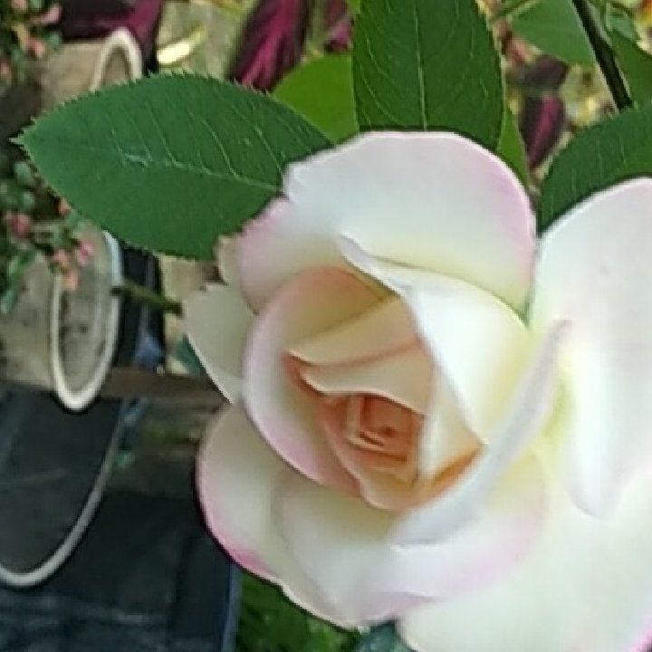 9bd2188d-5069-4e29-92ca-e179687e4314.jpeg