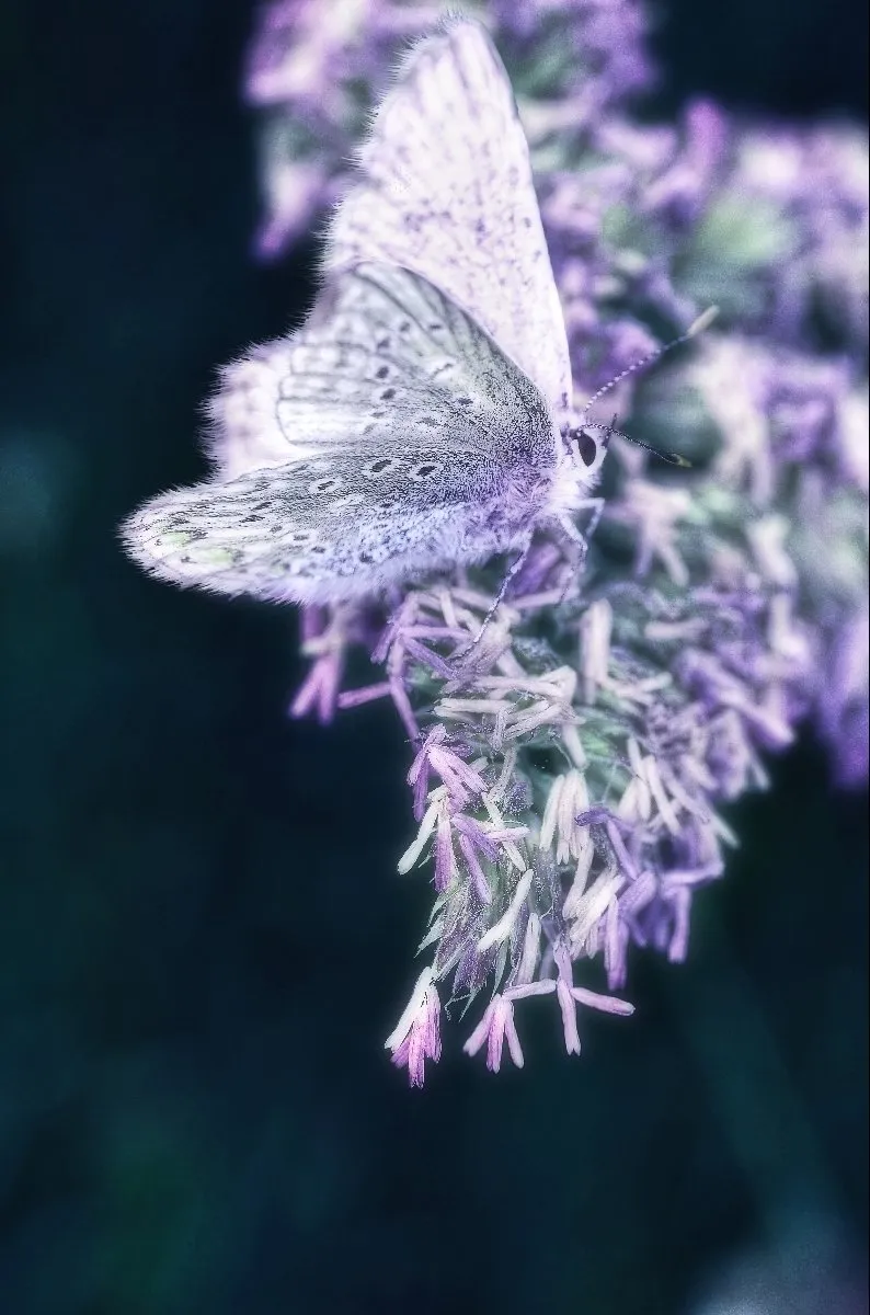 a11d4026-db17-4fea-aaeb-cbb300dbc53d.jpeg