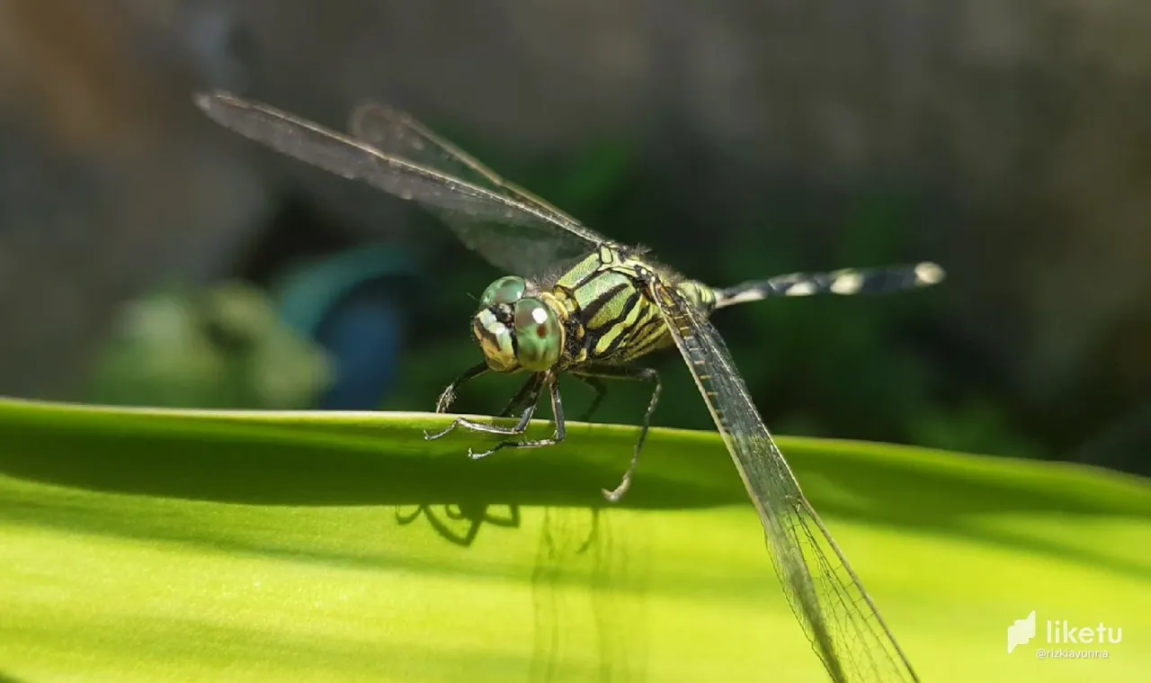405opj13kypxjvtb_DrogonFly (3).JPG