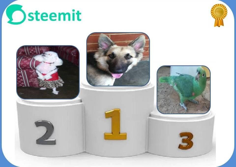 premiacion mascotas.JPG