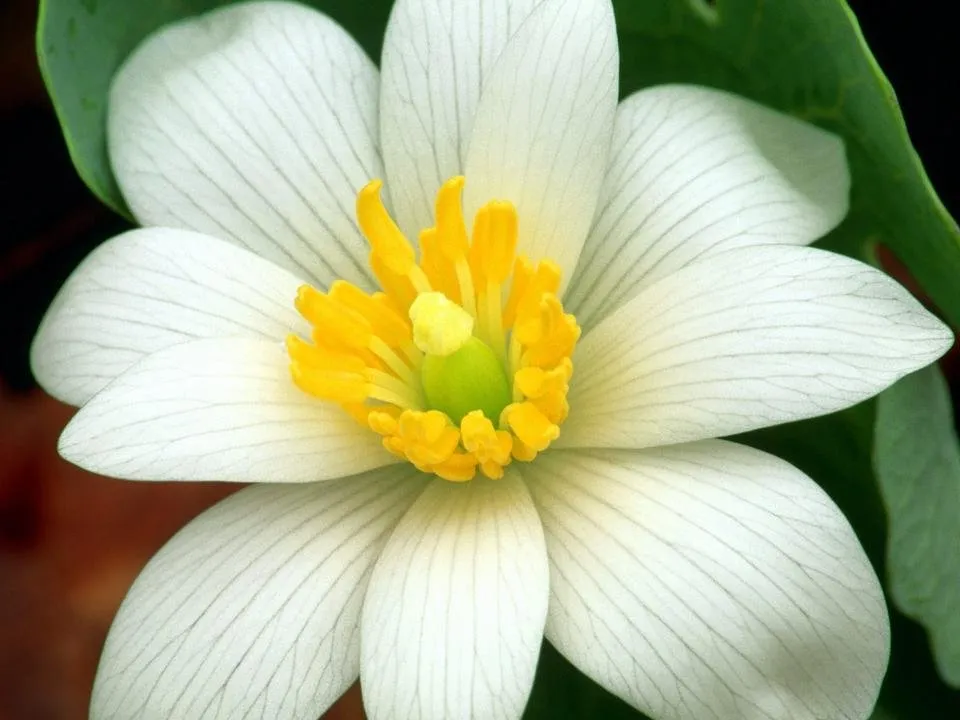 flower photo  (1).jpg