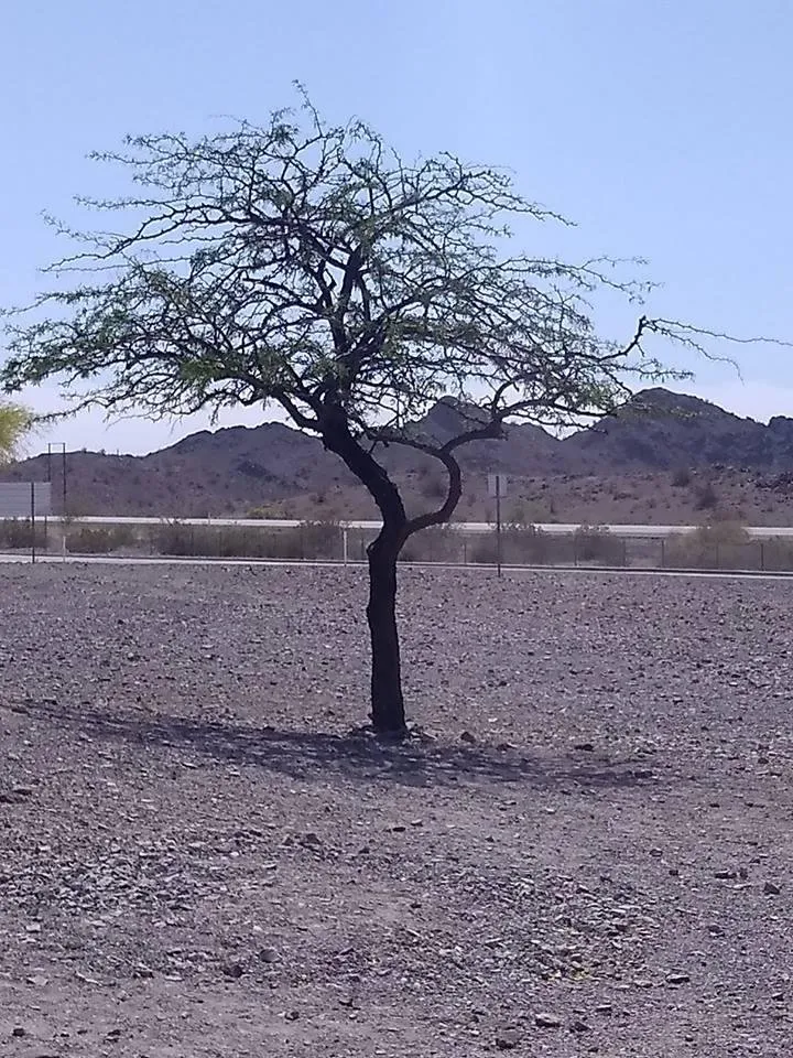 desert5.jpg