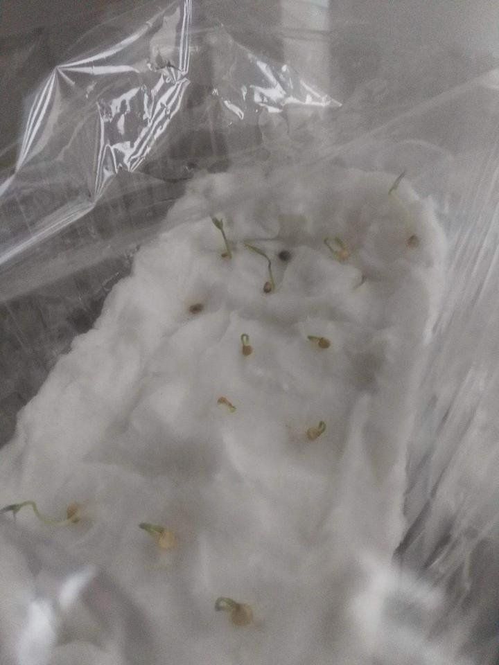 received_1625216317513926.jpeg