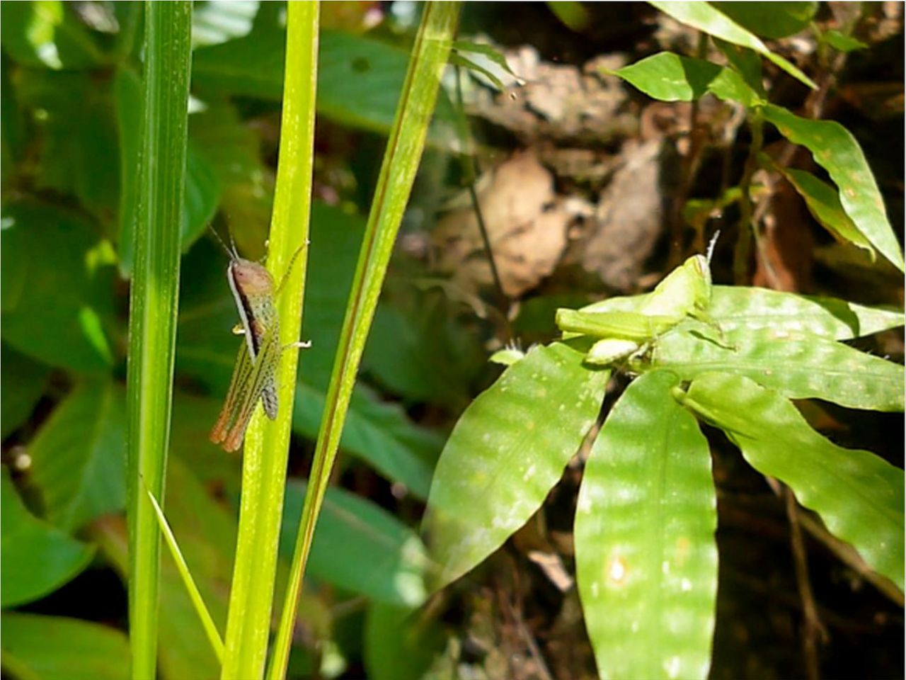Dos saltamontes de la familia Acrididae.