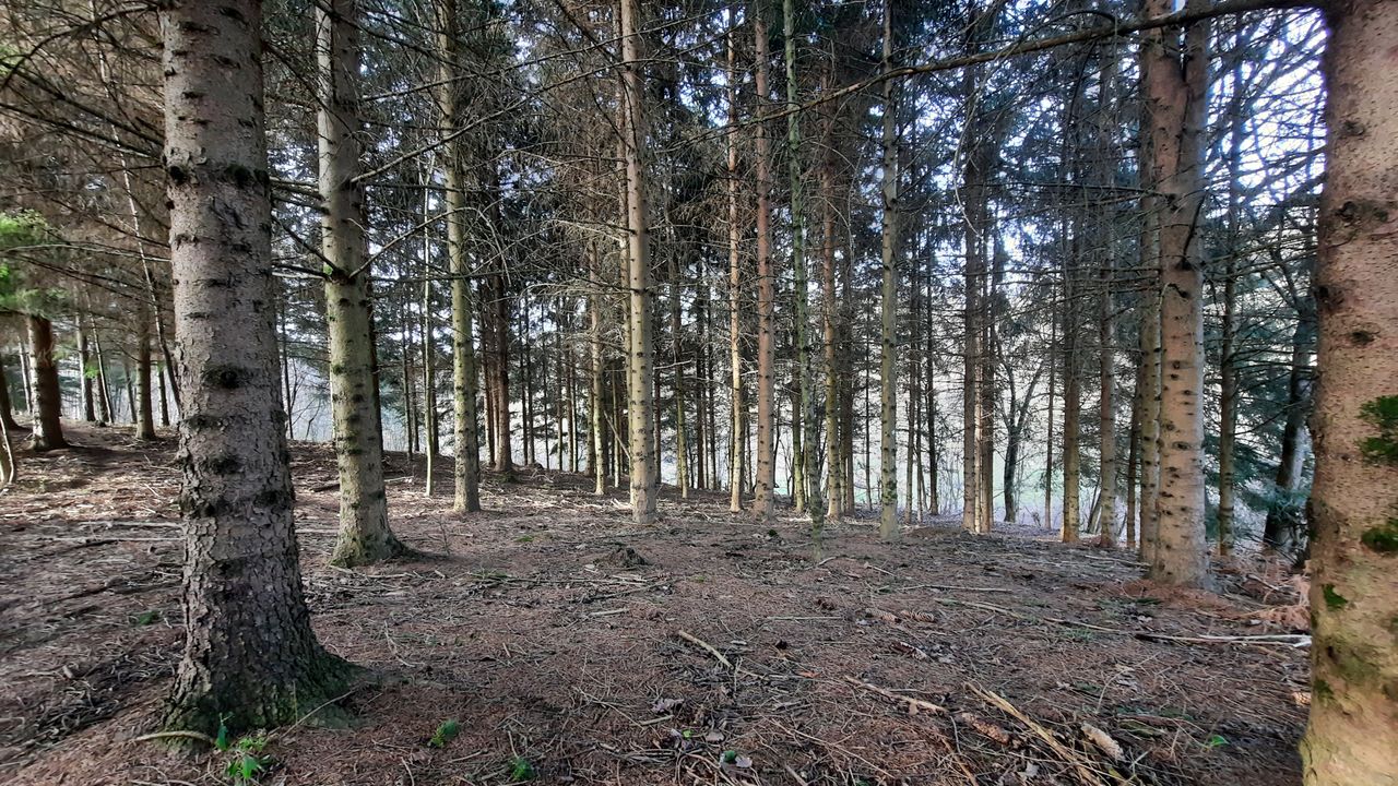 Wednesday Walk - Pine tree forest visit after many years