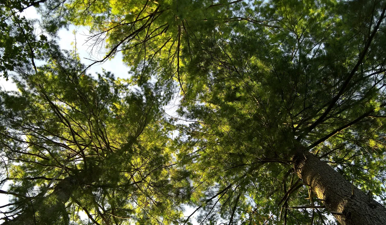 looking up