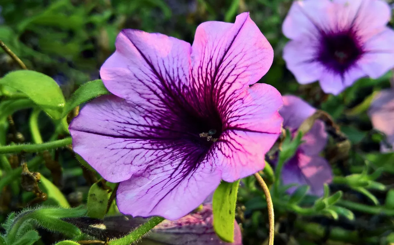 Purple Flower