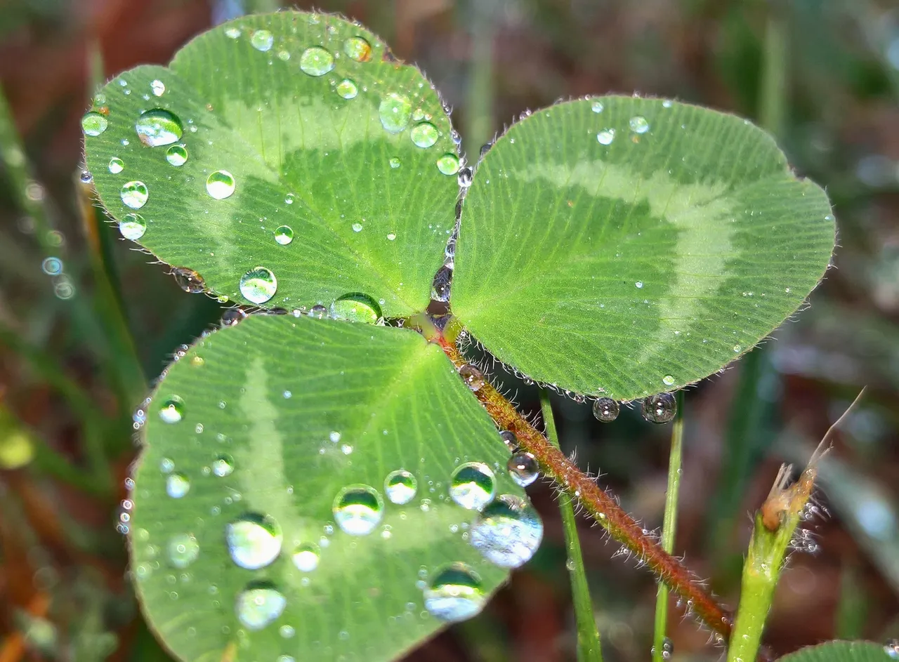 Three leaf clover with beads of water on it