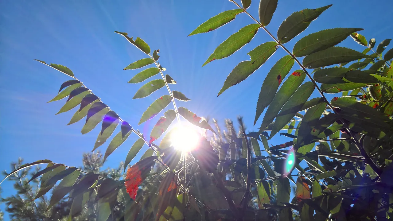 sun through a sumac