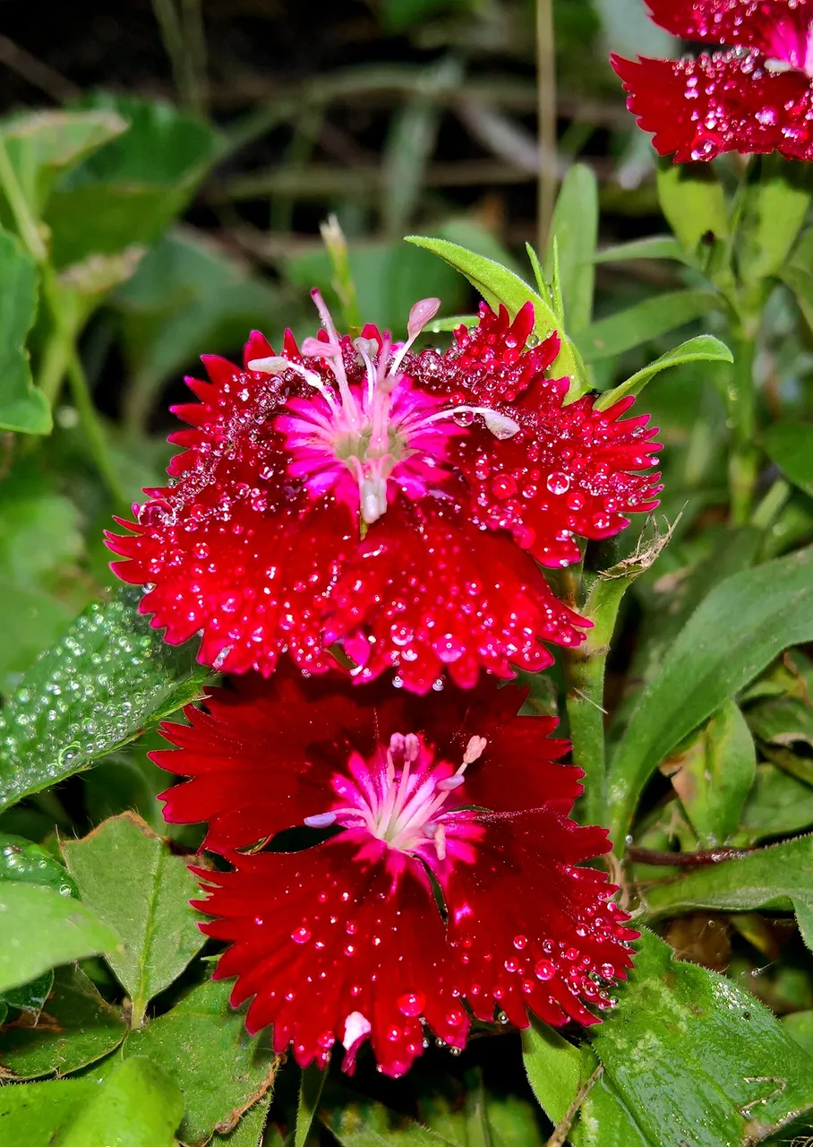 Red Flower
