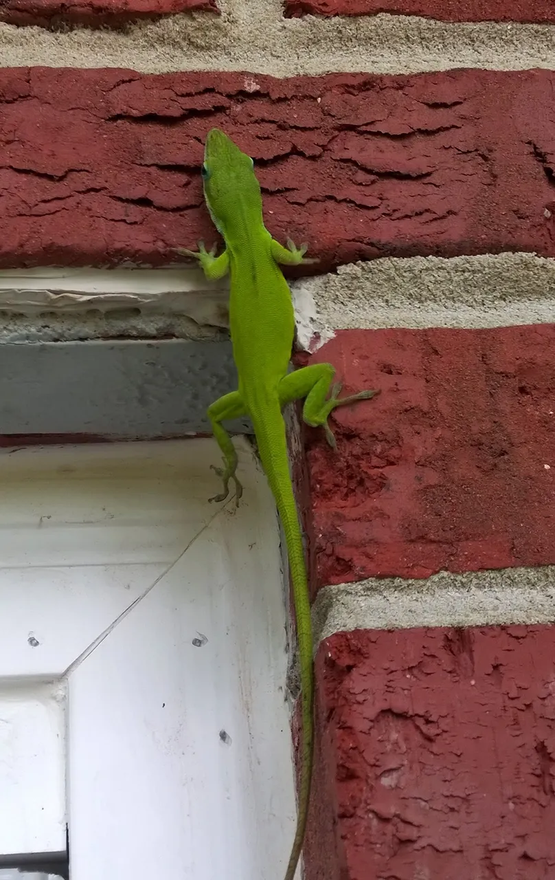 Lizard