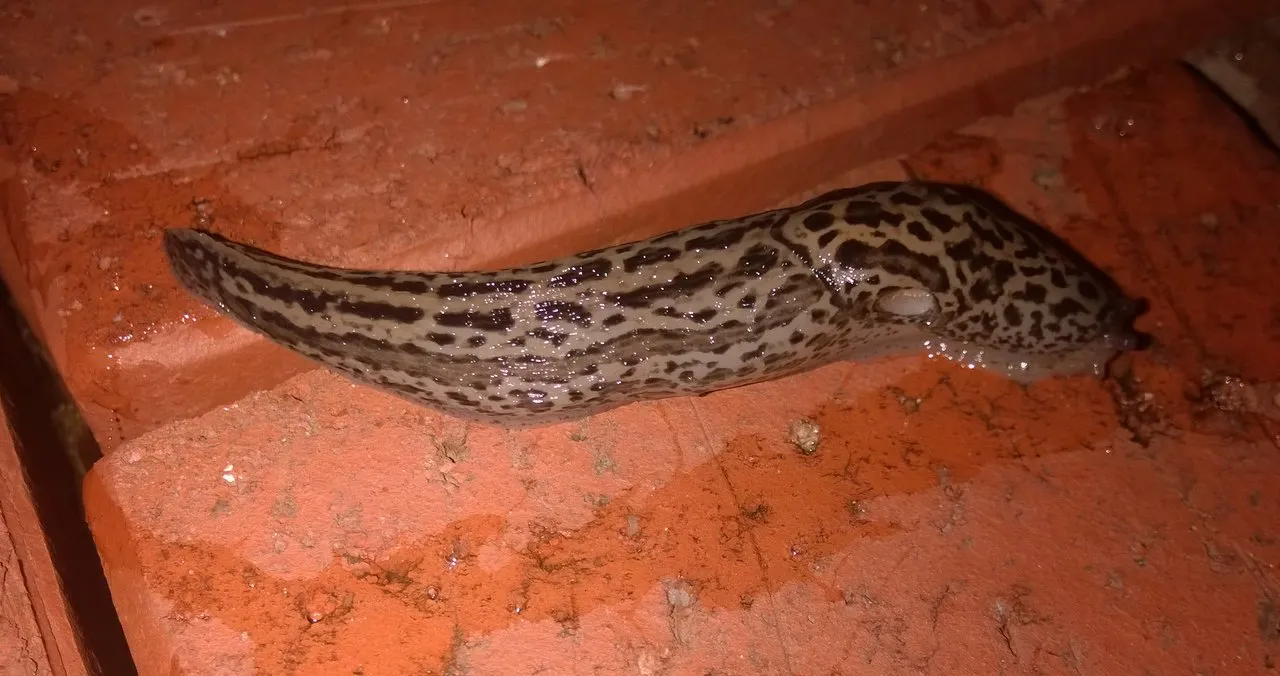 Leopard Slug