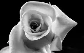 rosas
