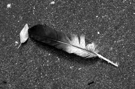pluma