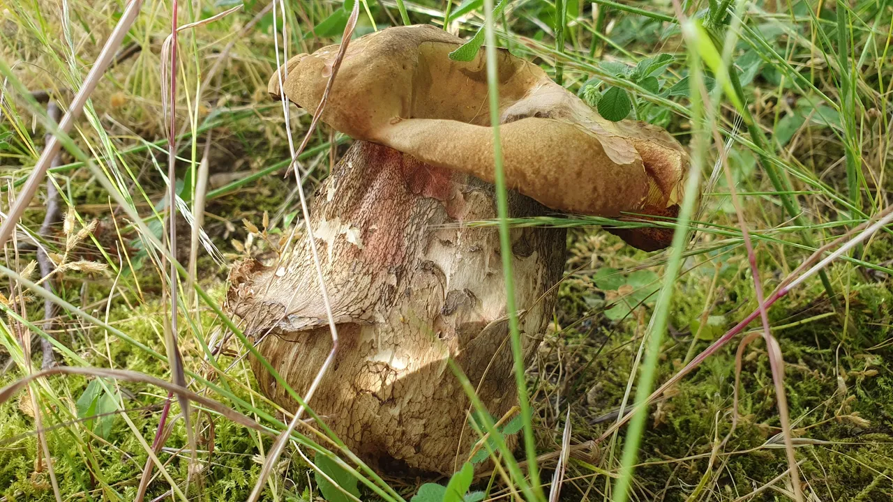 20240610_153957.jpg
