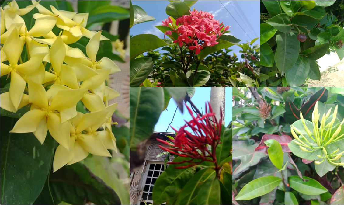 Visiting a beautiful and colorful garden of Ixoras (Eng - Esp)
