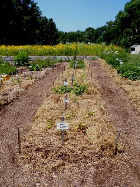 New Herb - Row 6, finished crop June 2024.jpg