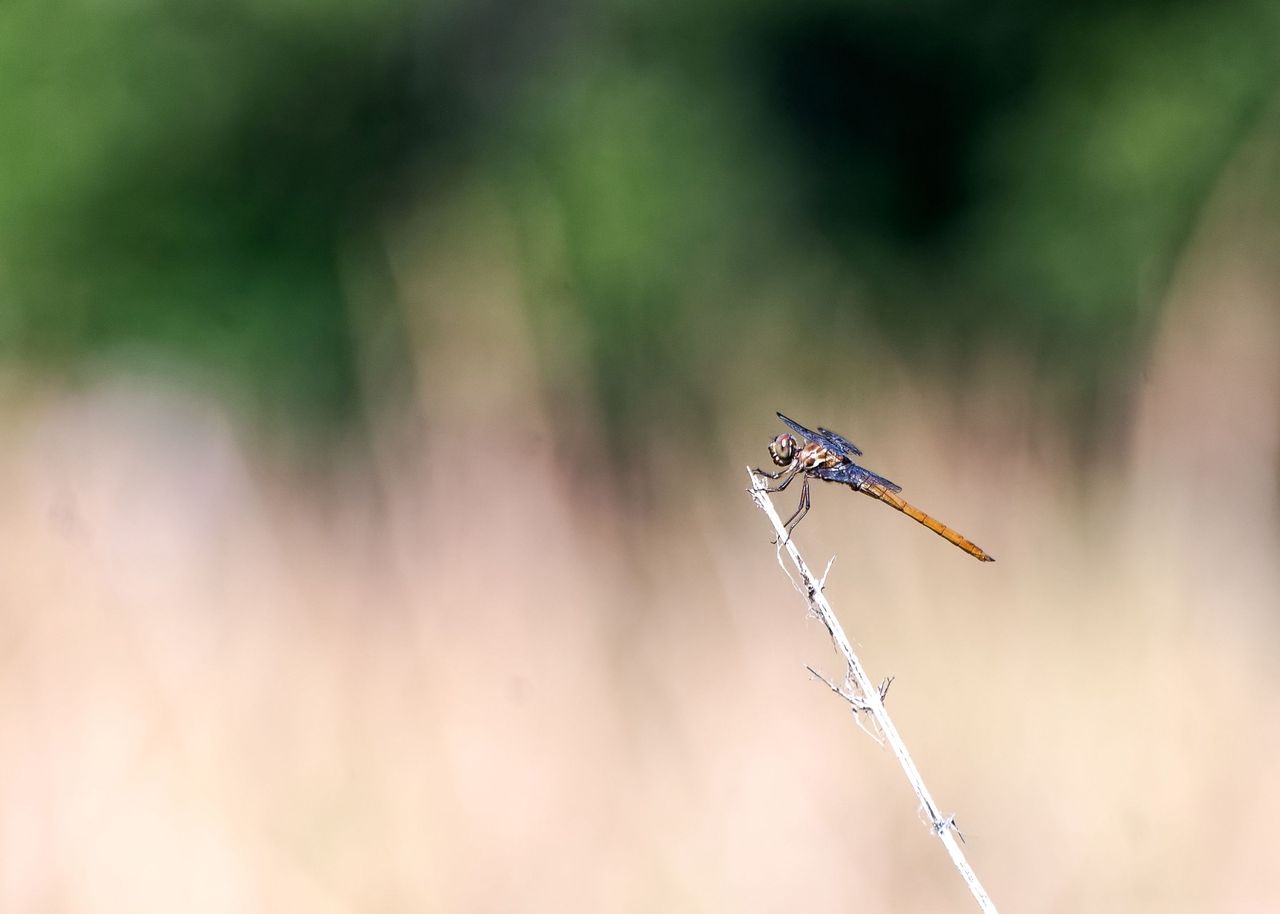 _DSC2996-NEF_DxO_PRIME.jpg