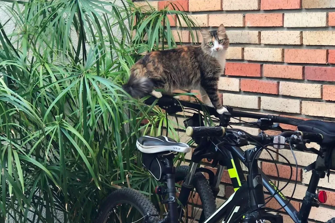 Agata bicicleta.jpeg