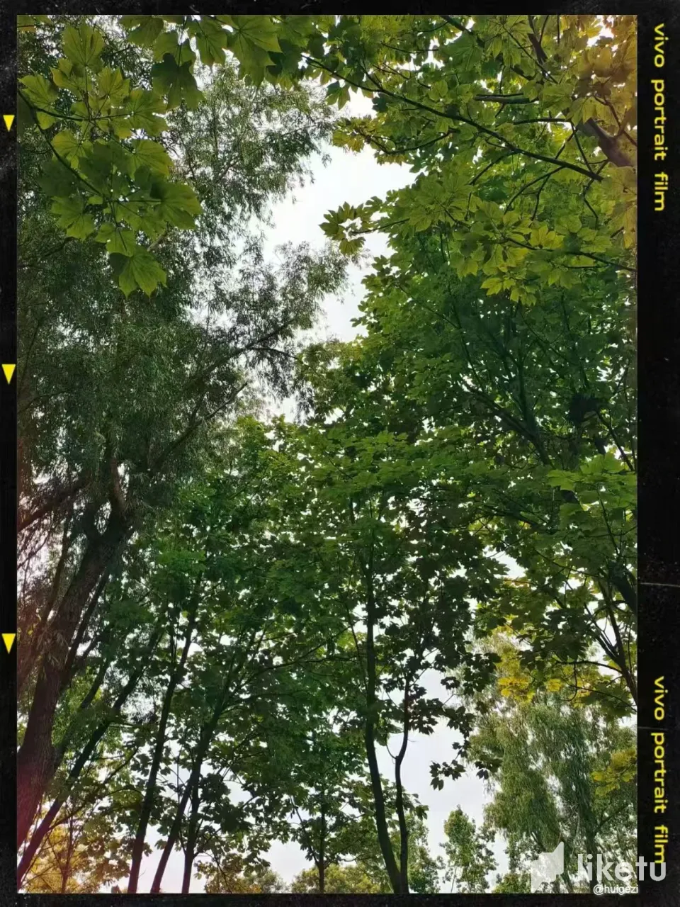 5LsL33VwRxCIhC07_2.webp