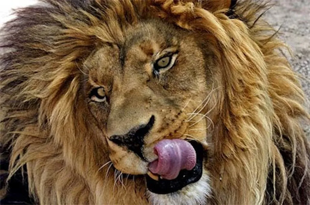 Lion.jpg
