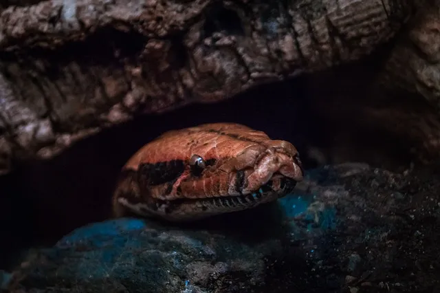 snake4056780_640.jpg