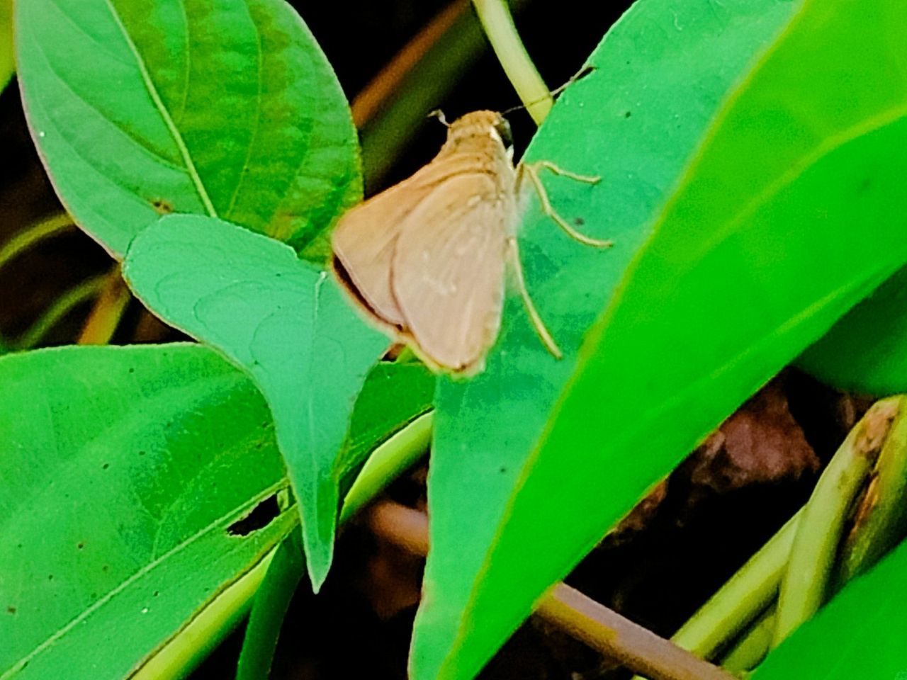 Butterfly photography.