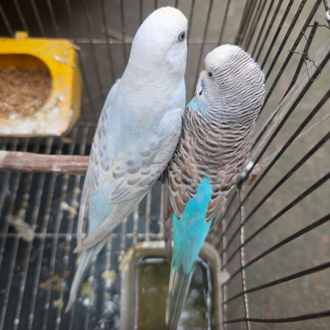 Budgerigars are calm in their cages with their environment.