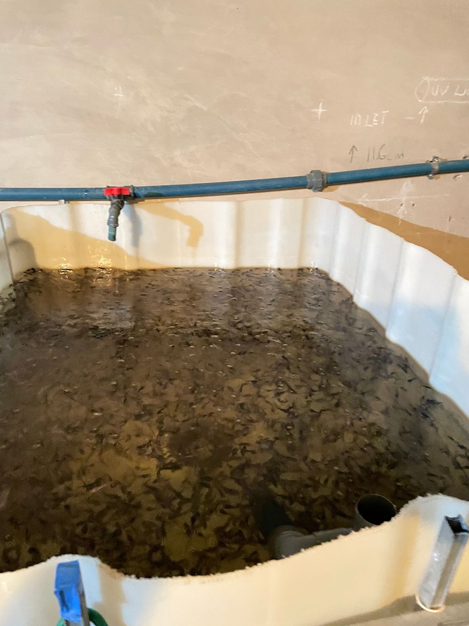Why Bubbles Form in Your  Fingerlings Tank: Good Signs vs Red Flags