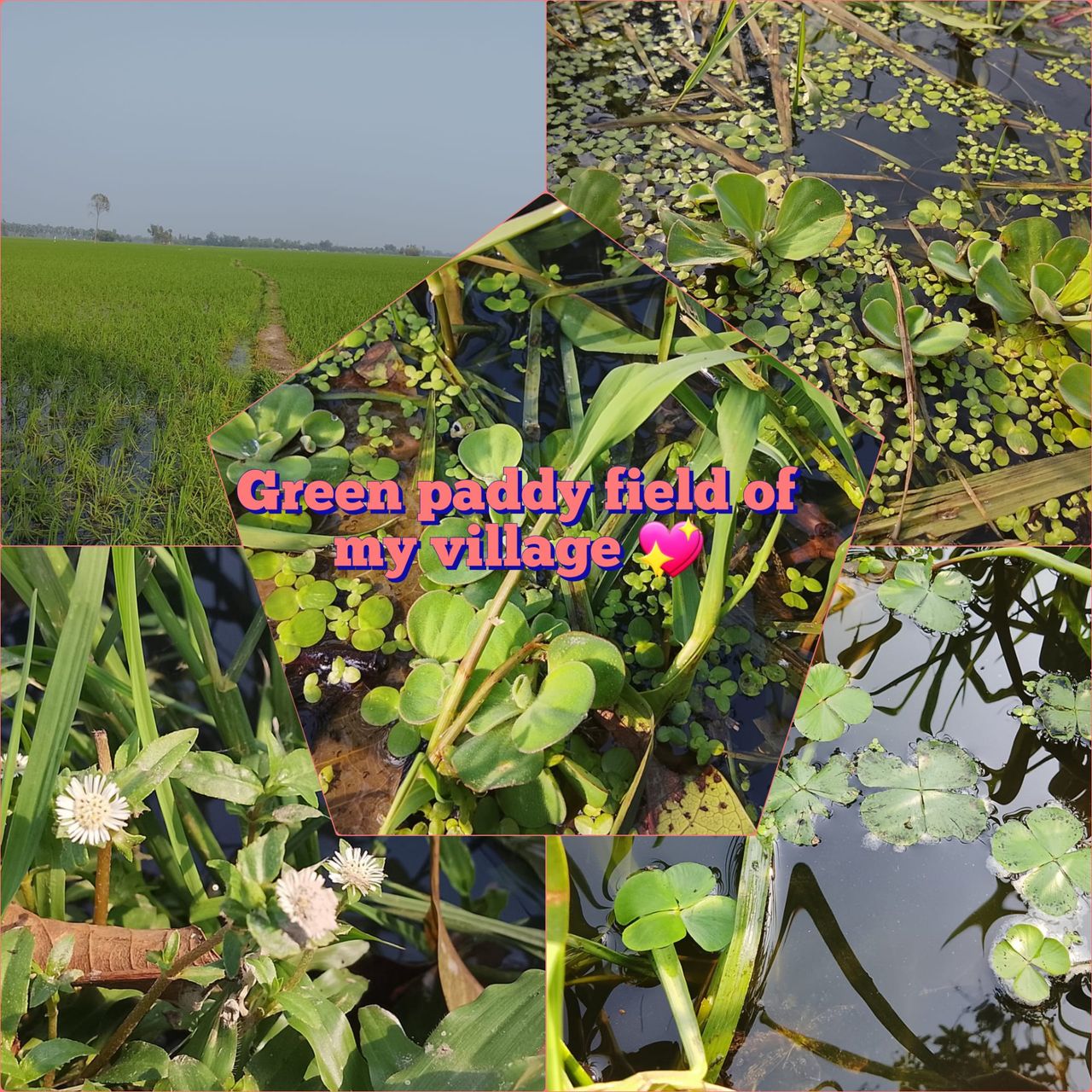Spending some time in the rural green rice fields: My village paddy field 🌾