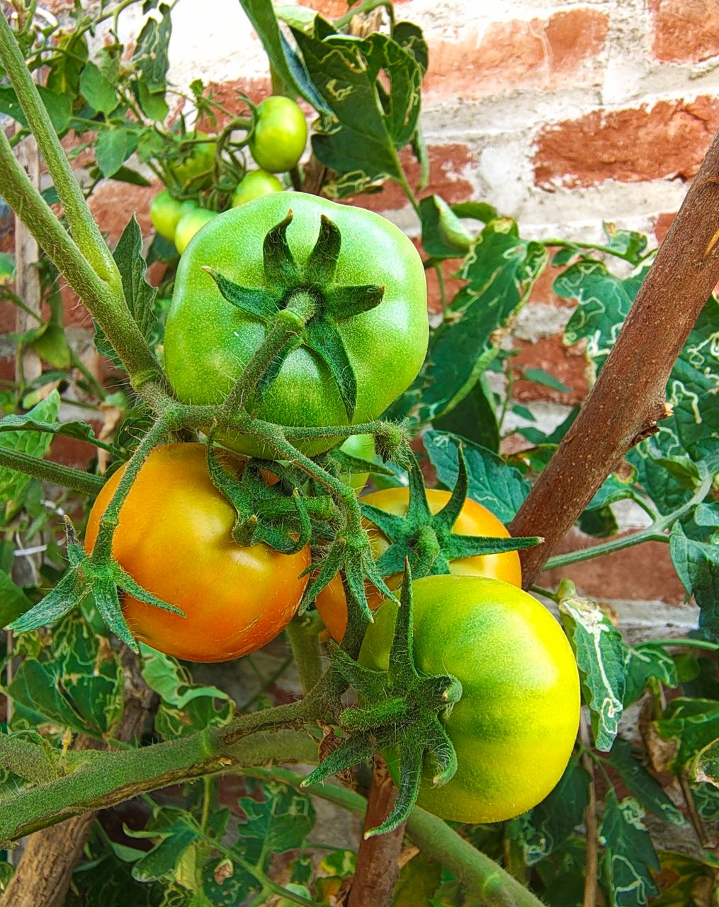 My Healthy Tomatoes 🍅 Plants 