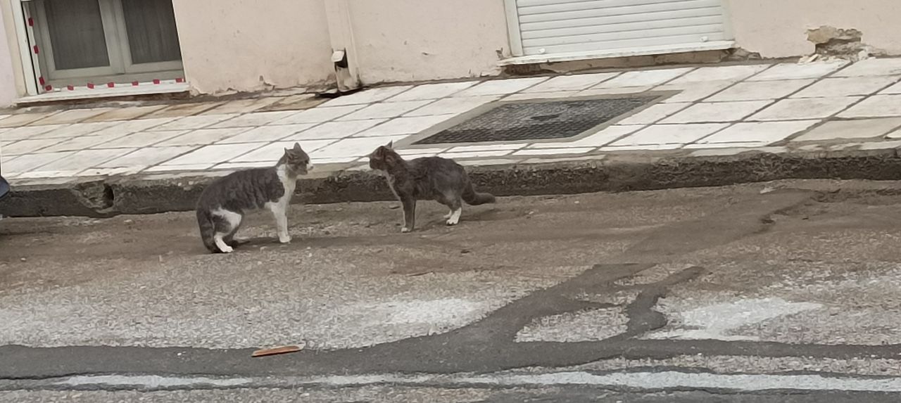 Caturday Episode, February 21 2026