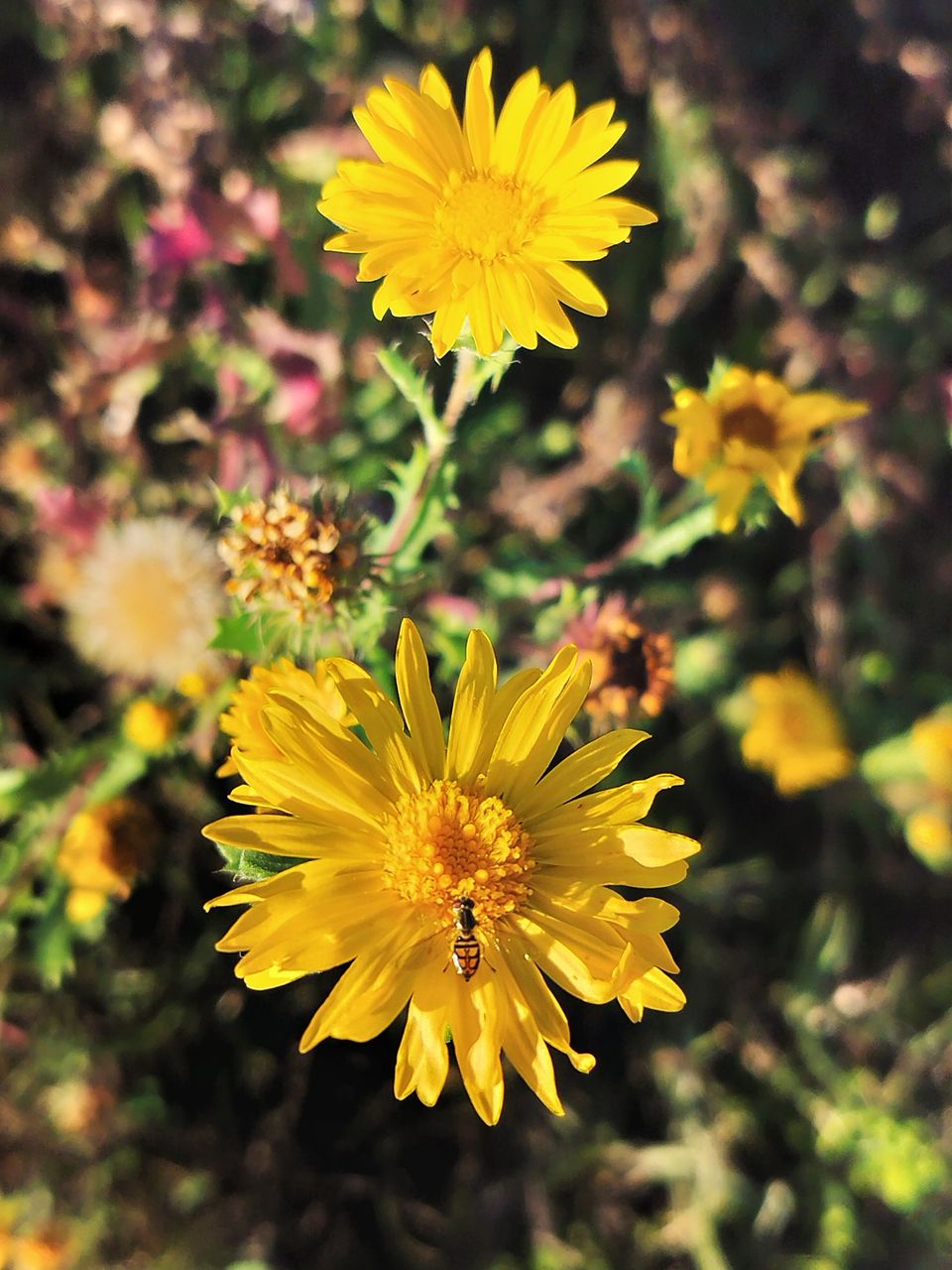 "A few Alive and Thriving Wildflowers blooming in January"!