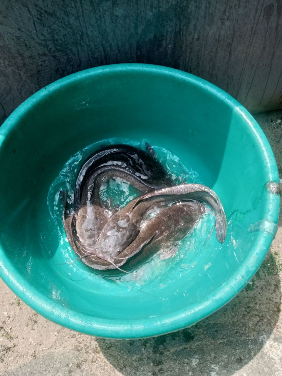 Fresh fish pepper soup from the fish pond!
