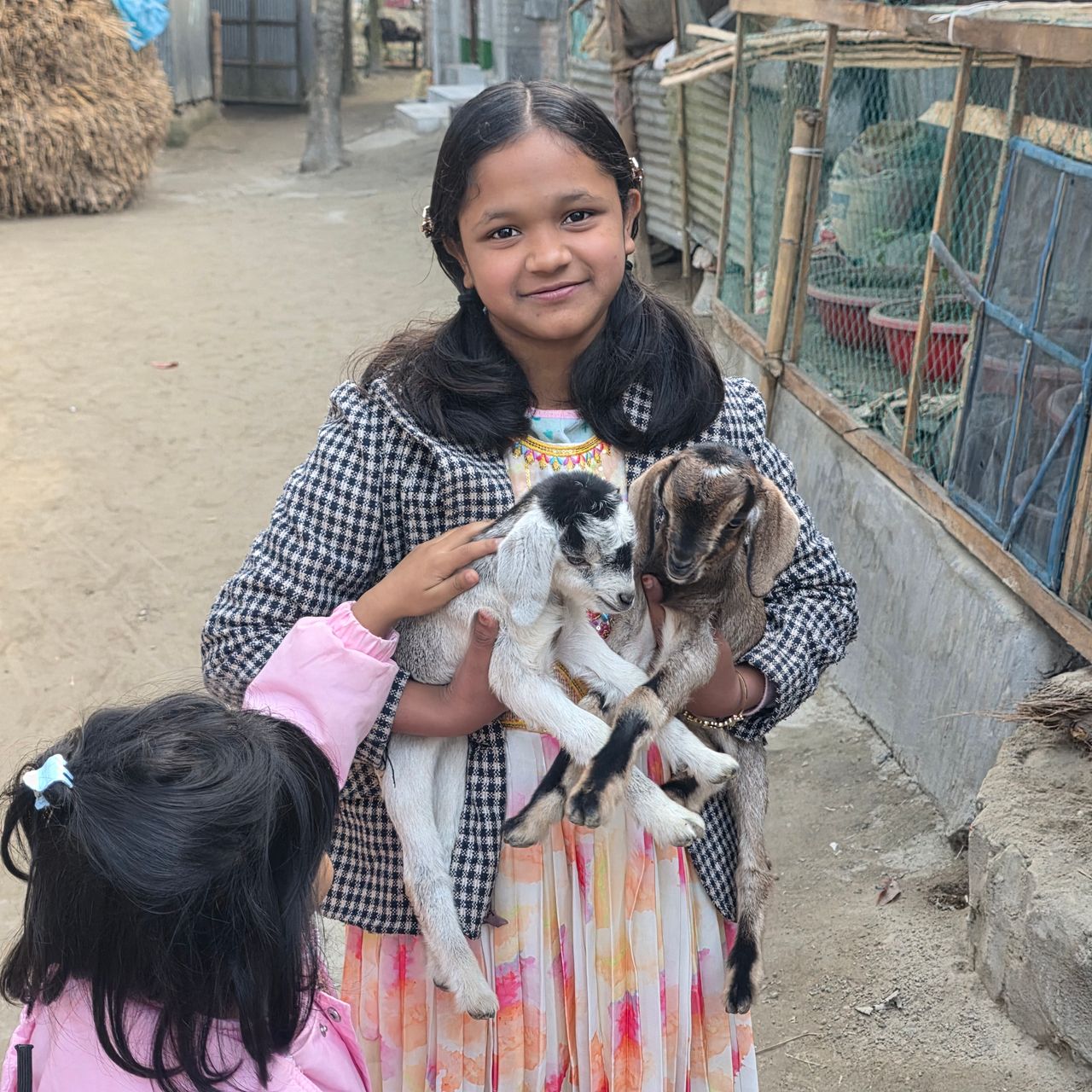 Animals roam freely on the open ground. Happy time with the baby goats.