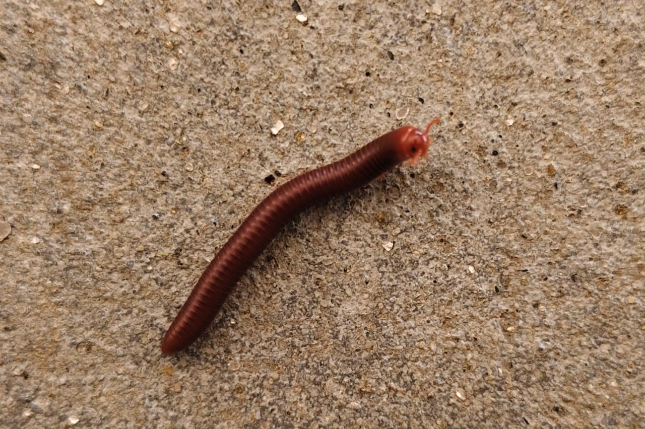 Genus Trigoniulus