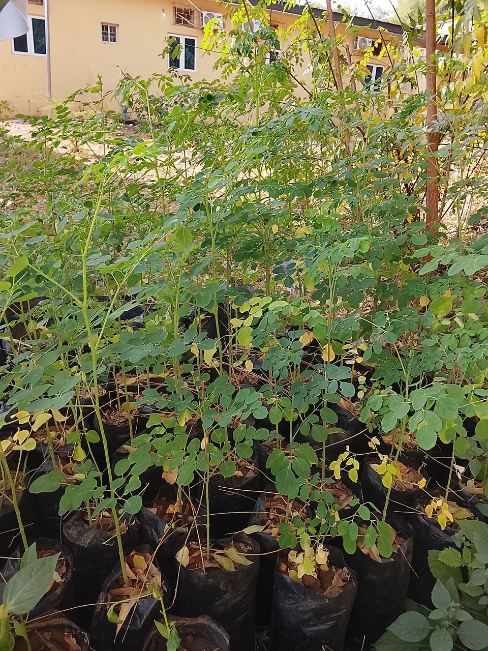 Why Every Homestead Should Grow 🌿🌿Moringa: From Growth to Sustainability.