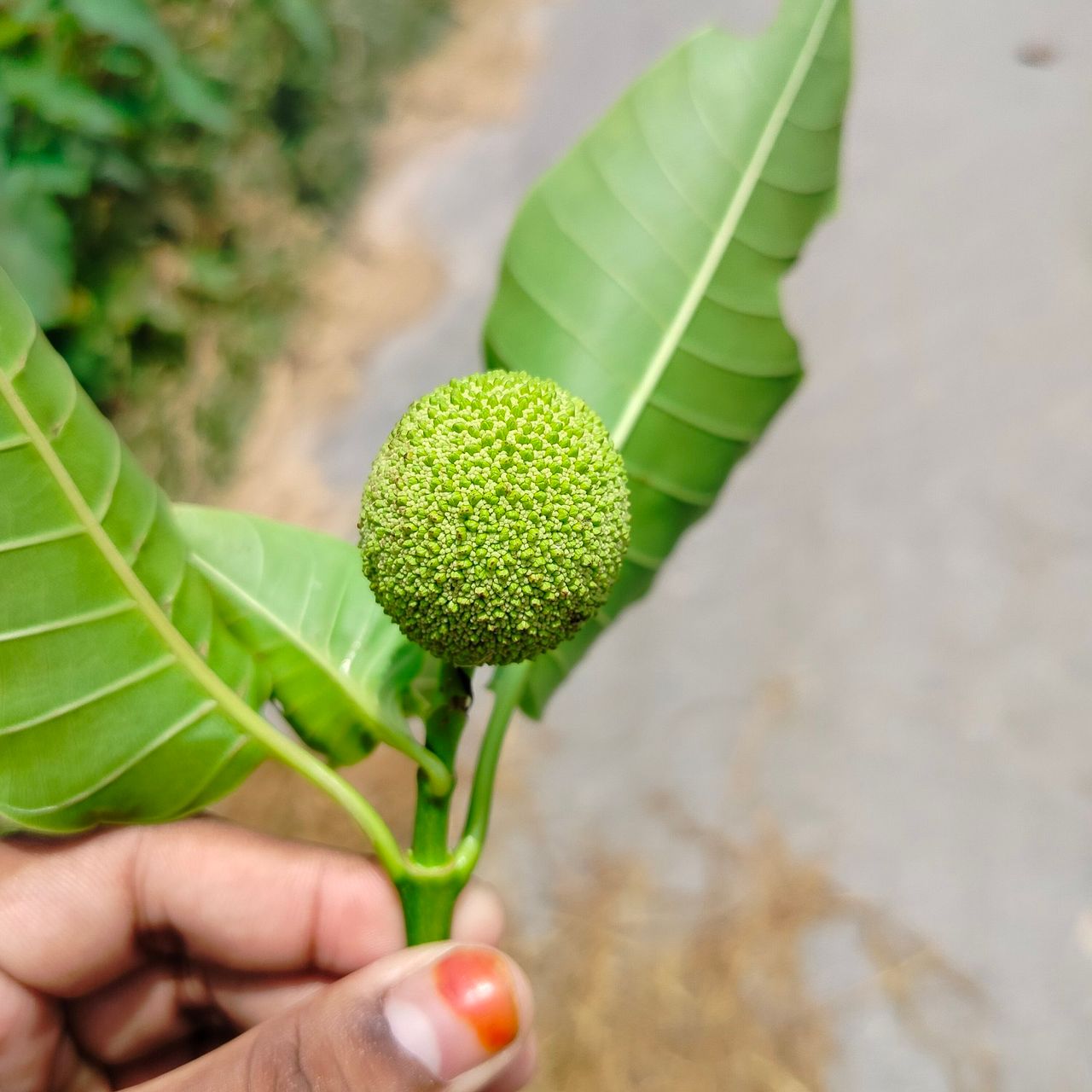 A beautiful kadam flower.