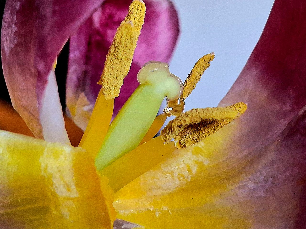 Hidden Beauty in Tulips 🌷
