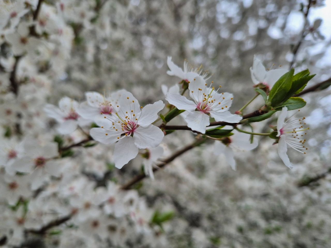 The first working day of this spring