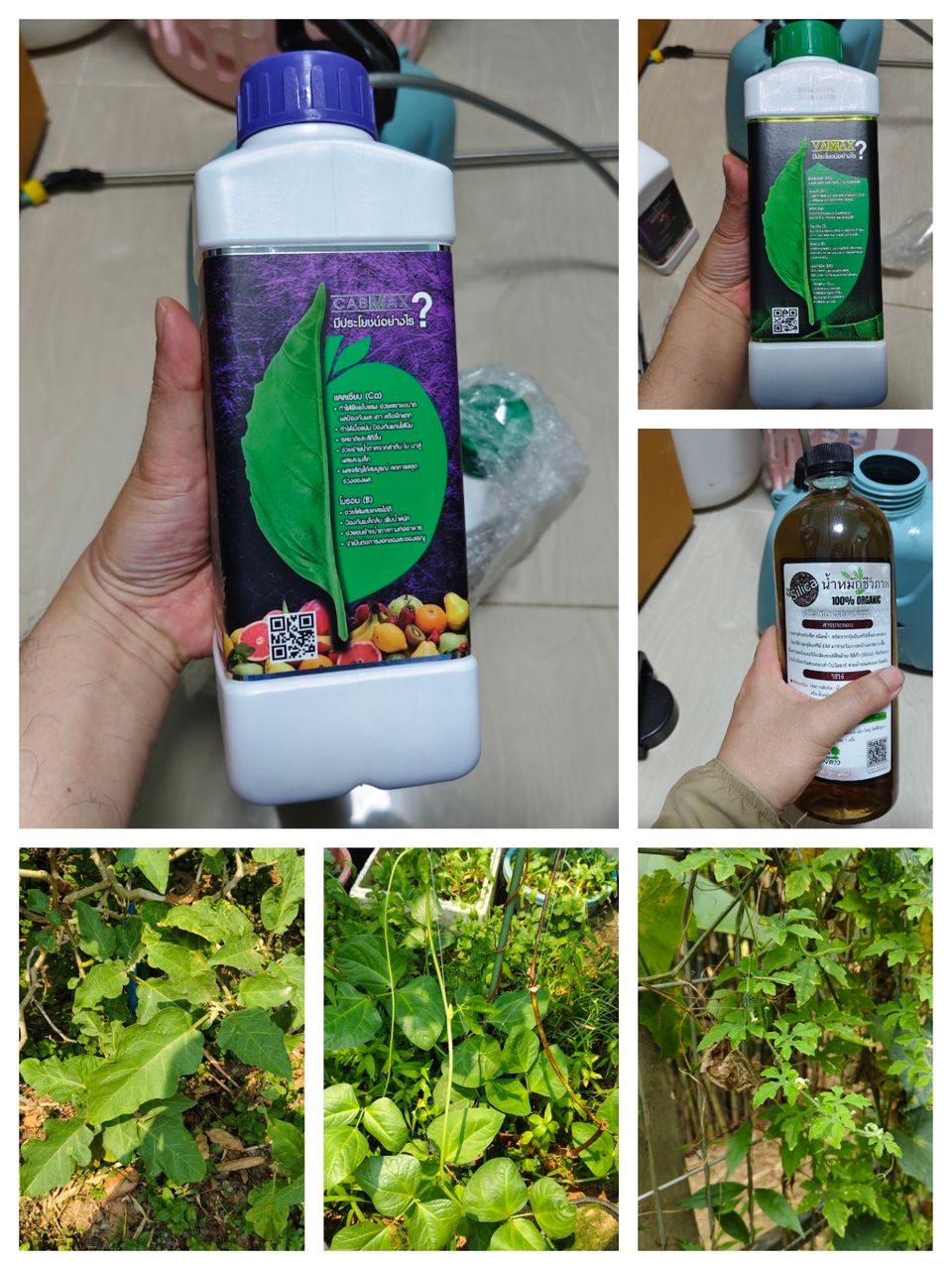 My home garden with chemical free vegetables and fruits # 30, Vegetables in the home garden with organic liquid fertilizer, organic calcium-boron fertilizer and organic pesticides.
