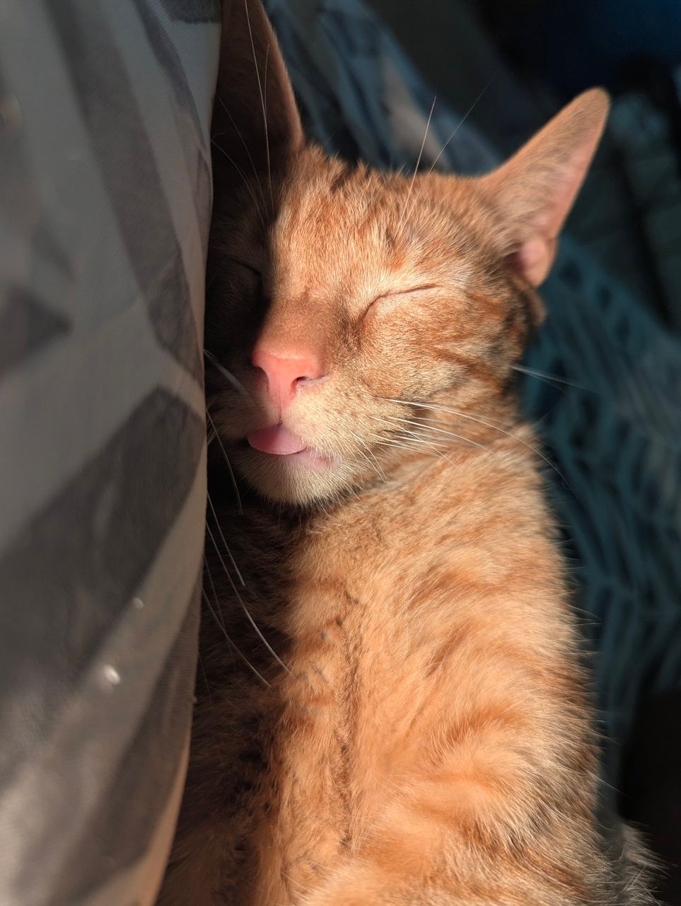 Cats, cats and cats part 2 [Eng/Esp]